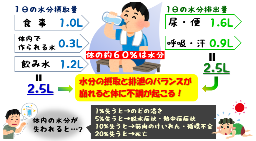 体内の水分の動き